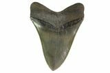 Serrated, Fossil Megalodon Tooth - Georgia #135916-2